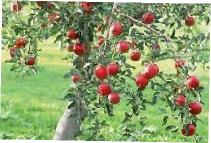elma ağacı budama