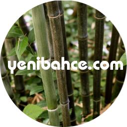 bambu ağacı budama